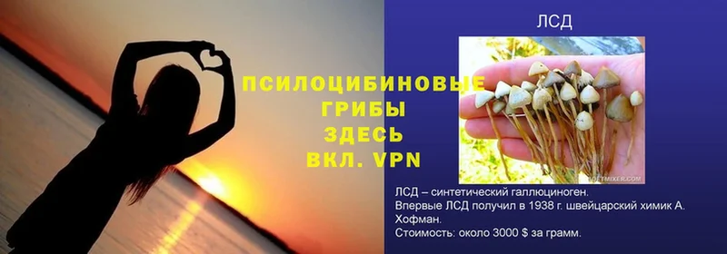 MEGA онион  Брянск  Псилоцибиновые грибы GOLDEN TEACHER  сколько стоит 